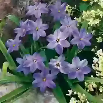Uniflorum Wisley Blue